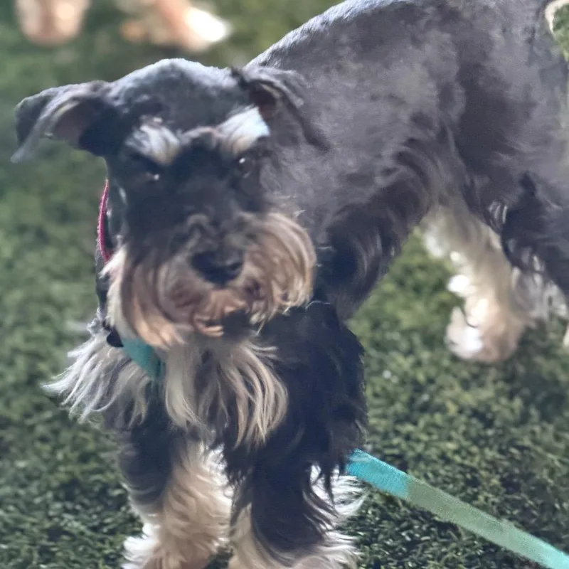 An adult small-sized female Gray / Blue / Silver Schnauzer dog named Skye for adoption in Phoenix, AZ