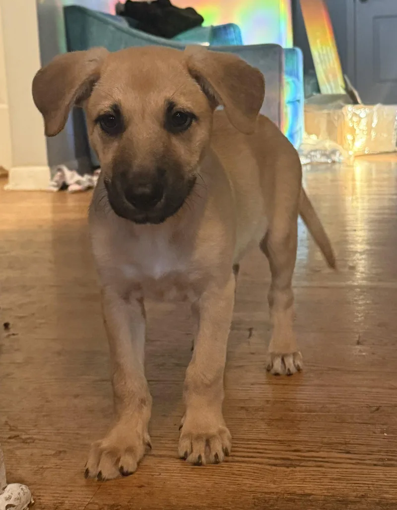 A baby medium-sized female Shepherd dog named Miso for adoption in Hillside, IL