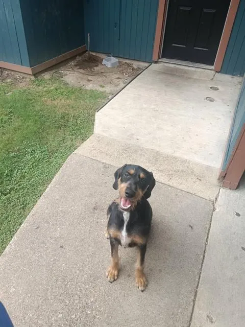 A young large-sized male Schnauzer dog named Snoop for adoption in Dallas, TX