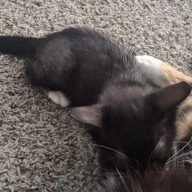 A baby small-sized male Black & White / Tuxedo Domestic Short Hair cat named Batman for adoption in Liverpool, TX
