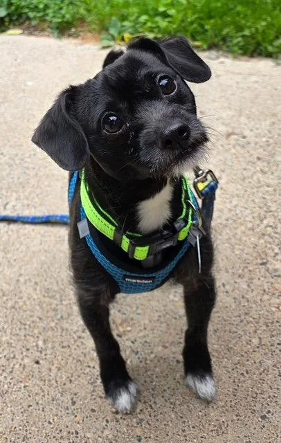 An adult small-sized male Chihuahua dog named Oliver for adoption in Oxford, MI