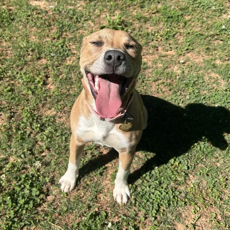 A young medium-sized female Brown / Chocolate Mixed Breed dog named Morla for adoption in Auburn, AL