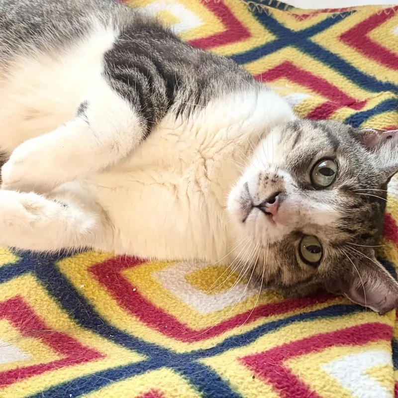 A young medium-sized female Gray / Blue / Silver Domestic Short Hair cat named Gianinna for adoption in Panama City Beach, FL