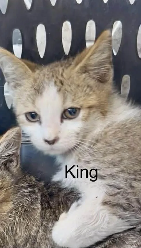 King