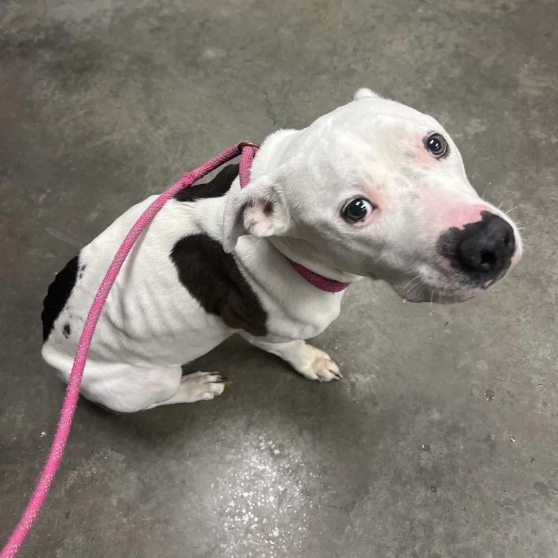 An adult medium-sized female White / Cream Mixed Breed dog named Traviesa for adoption in Emporia, KS