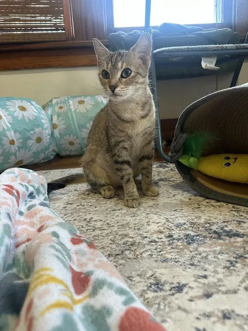 A young medium-sized female Domestic Short Hair cat named Marie for adoption in Mexico, MO