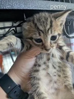Penny