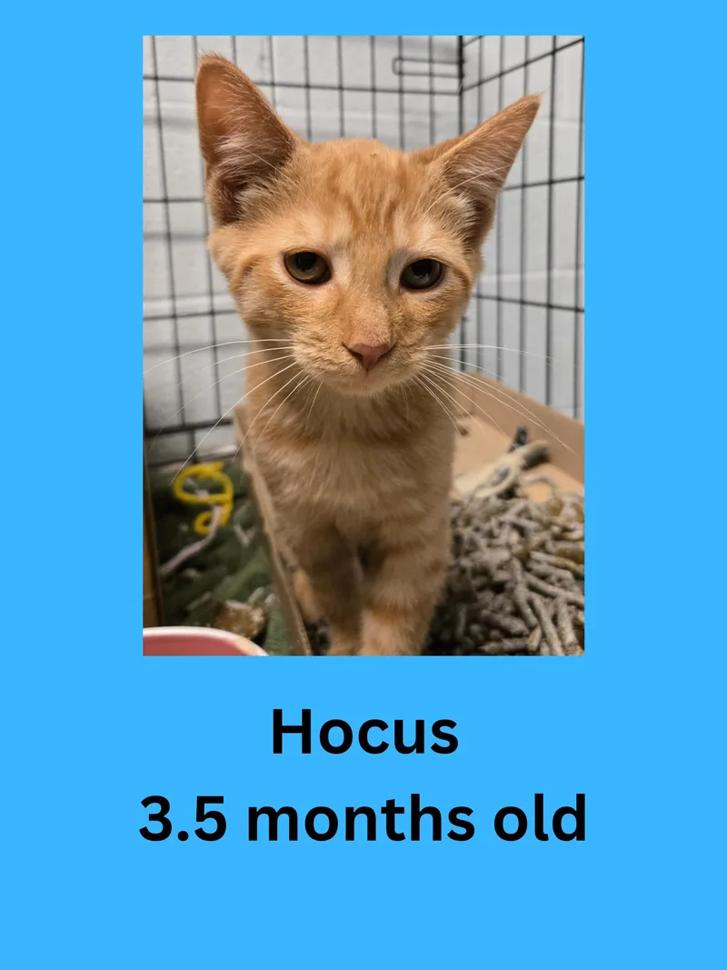 A baby small-sized male Orange / Red Domestic Short Hair cat named Hocus for adoption in Ravenna, OH
