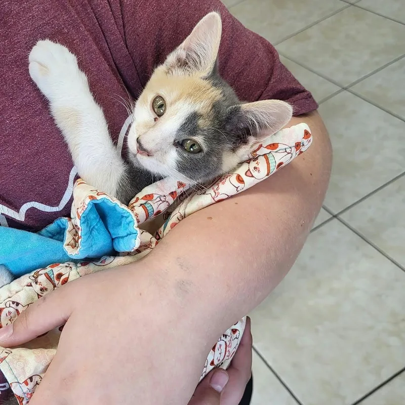 A young medium-sized female Calico Domestic Short Hair cat named Paisley for adoption in Petersburg, IN