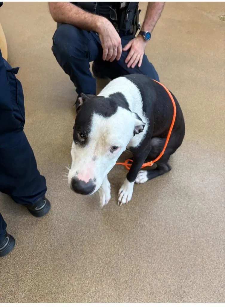 A young medium-sized male Mixed Breed dog named Chicago ✅ for adoption in Florence, SC