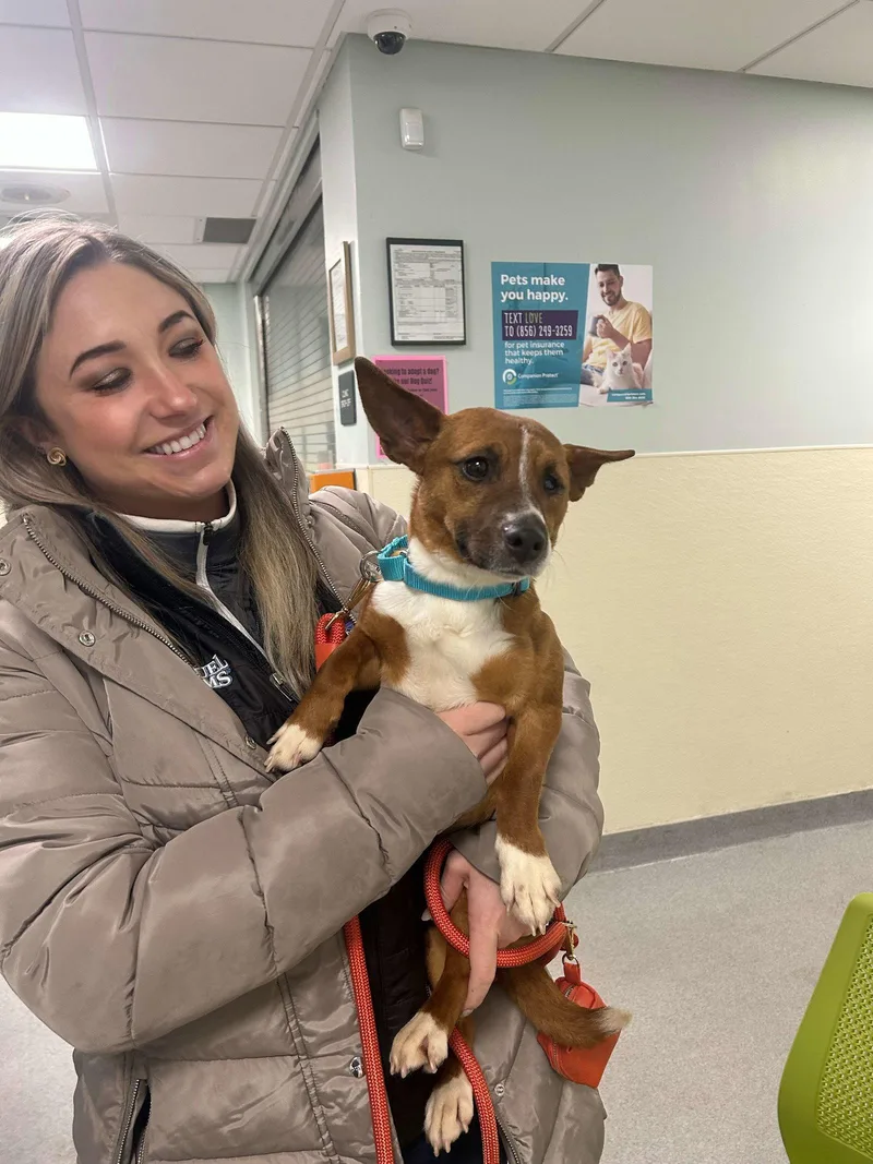 An adult medium-sized female Mixed Breed dog named Cresse for adoption in Cape May Court House, NJ