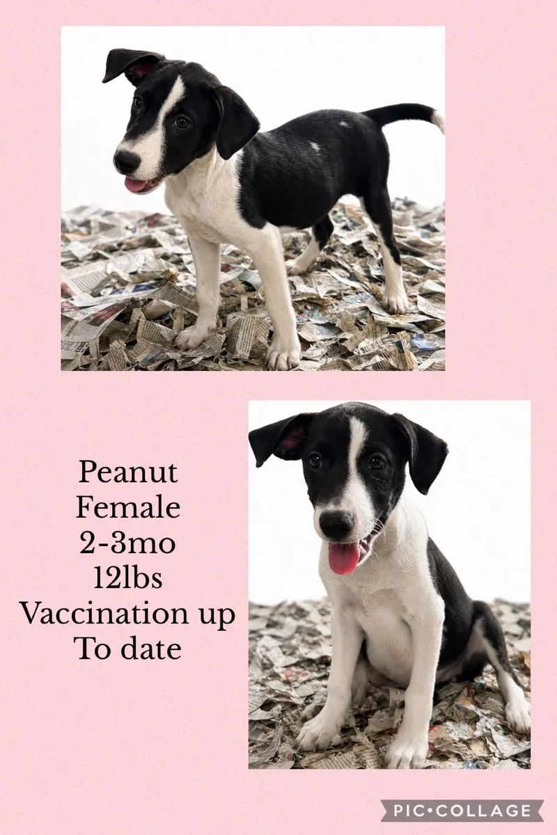 A young medium-sized female Labrador Retriever dog named Peanut for adoption in Virginia Beach, VA