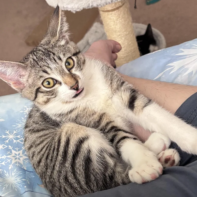 A baby medium-sized female Tabby (Brown / Chocolate) Domestic Short Hair cat named Pearl for adoption in Davis, CA