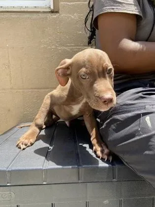 A baby medium-sized male Mixed Breed dog named Peach for adoption in West Chester, PA