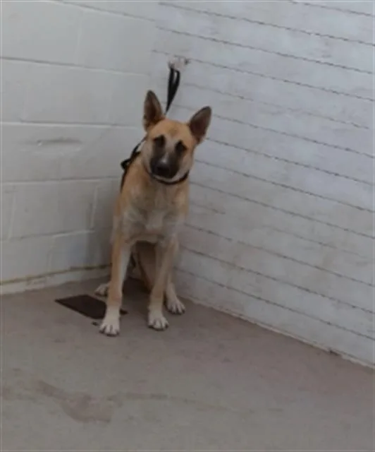 A young large-sized female Belgian Shepherd / Malinois dog named Jovie for adoption in San Bernardino, CA