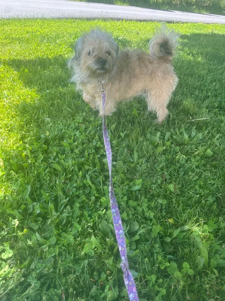An adult small-sized female Pug dog named Annee for adoption in Pine Grove, PA