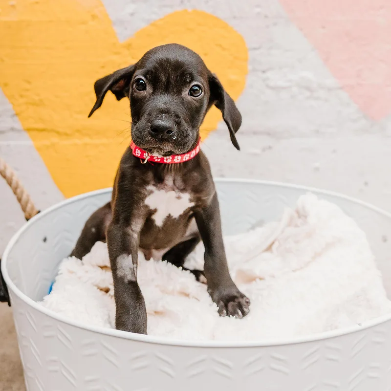 A baby medium-sized male Black Labrador Retriever dog named Mack for adoption in Rock Hill, SC