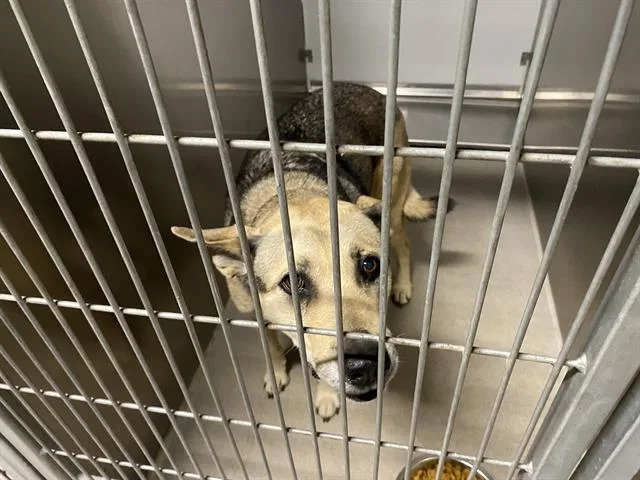 An adult medium-sized female German Shepherd Dog dog named Luna for adoption in Modesto, CA