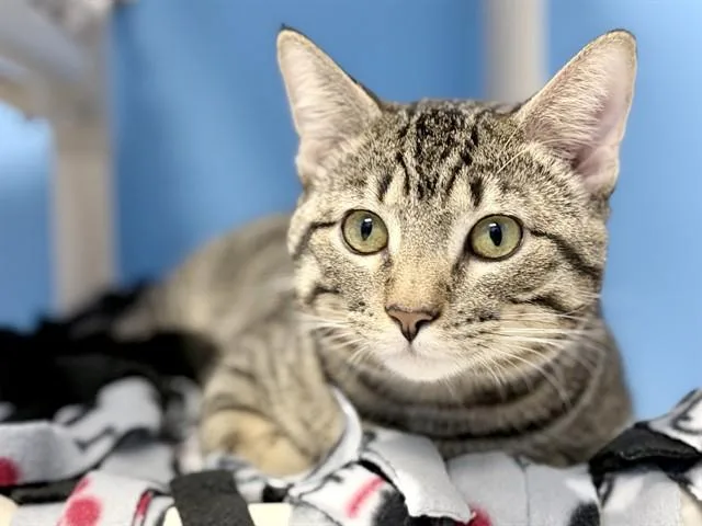 A young medium-sized male Domestic Short Hair cat named Renzo for adoption in Ames, IA