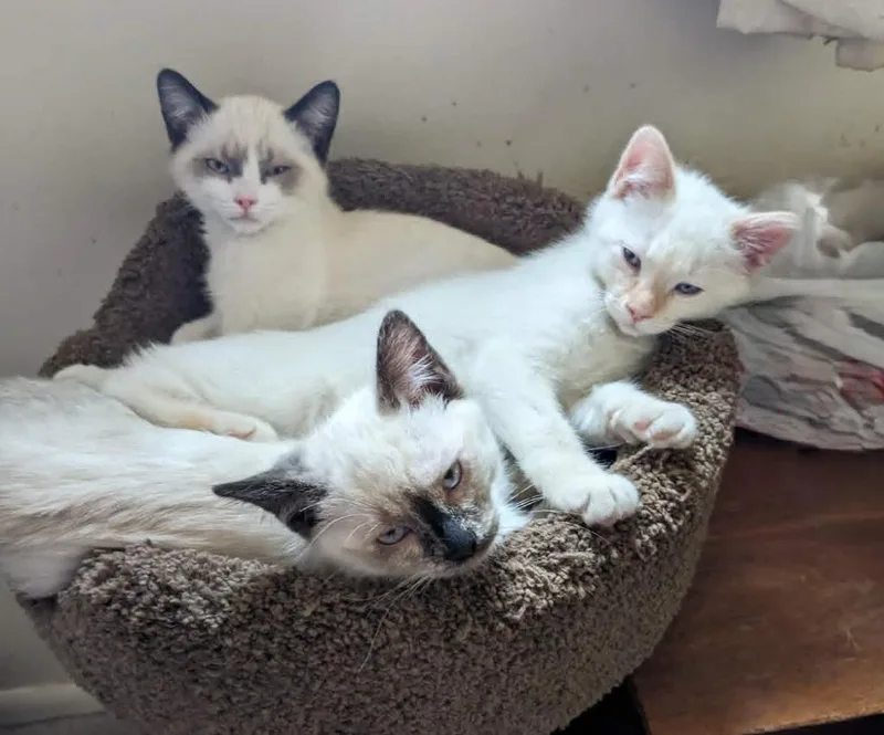 A baby medium-sized male Domestic Short Hair cat named Cielo for adoption in Salt Lake City, UT