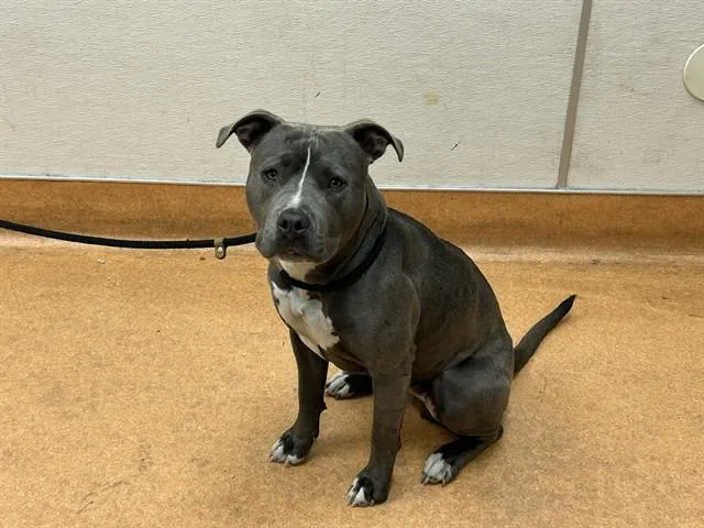A young large-sized female Pit Bull Terrier dog named Sandra for adoption in Martinez, CA