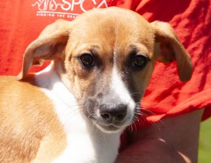 A baby medium-sized female Mixed Breed dog named Beetle for adoption in West Chester, PA
