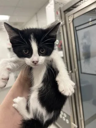 A baby medium-sized female Domestic Short Hair cat named Flower for adoption in West Chester, PA
