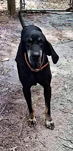A senior large-sized male Black and Tan Coonhound dog named Moe for adoption in Leawood, KS