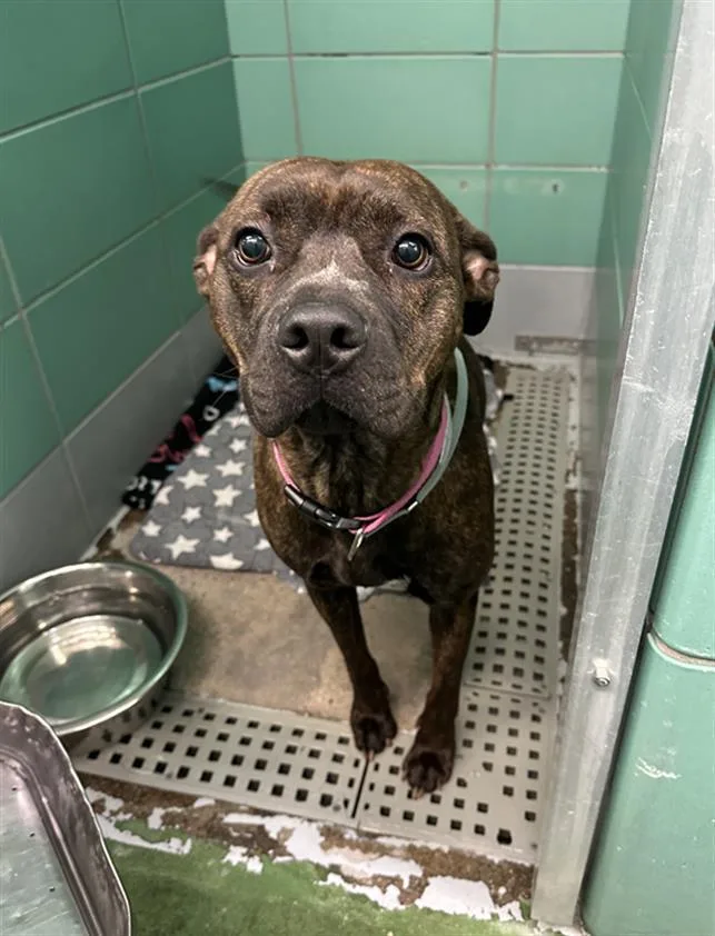 A young large-sized female Staffordshire Bull Terrier dog named Kianna for adoption in Houston, TX