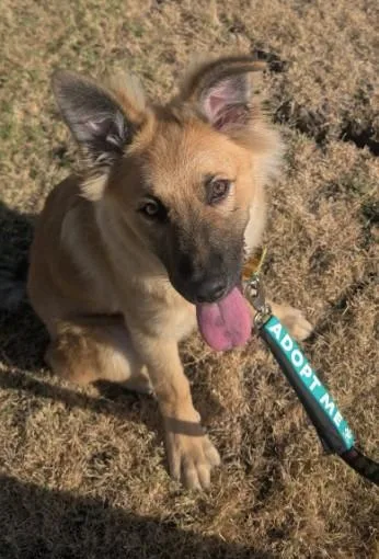 A baby small-sized male German Shepherd Dog dog named Winston for adoption in Grand Prairie, TX