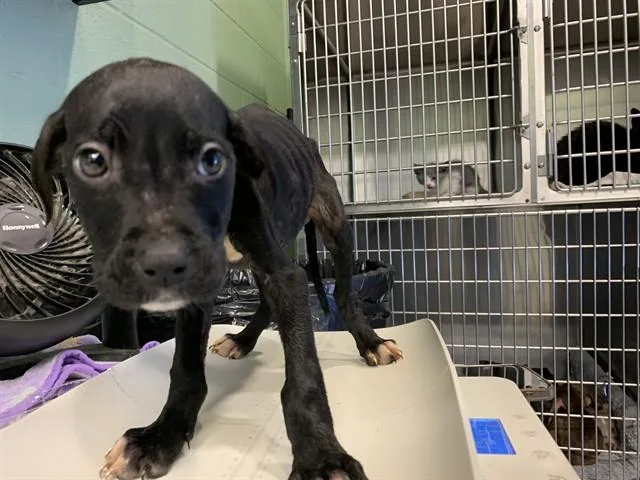 A baby small-sized female American Staffordshire Terrier dog named Lucy for adoption in Grand Prairie, TX