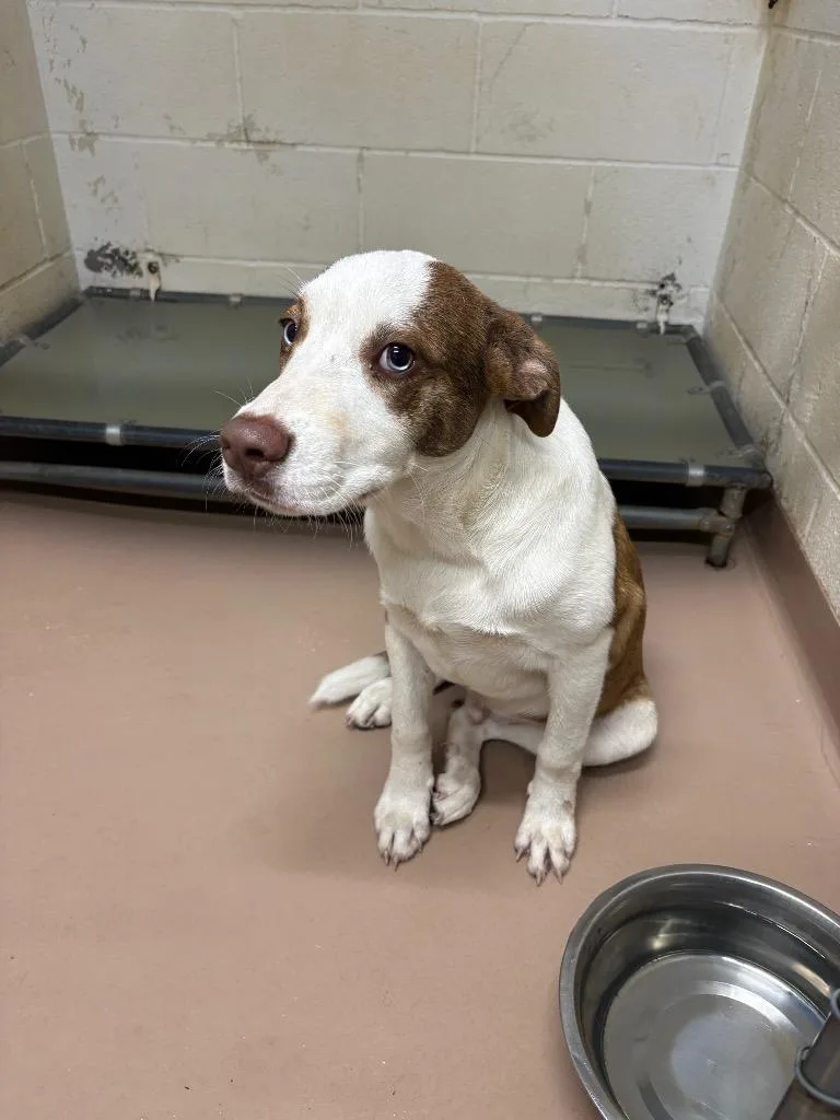 A baby medium-sized male Husky dog named Ozzie for adoption in Nacogdoches, TX