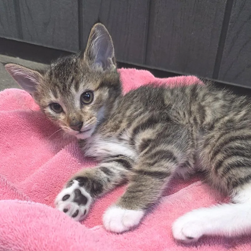 A baby small-sized female Brown / Chocolate Domestic Short Hair cat named Db for adoption in Fort Wayne, IN