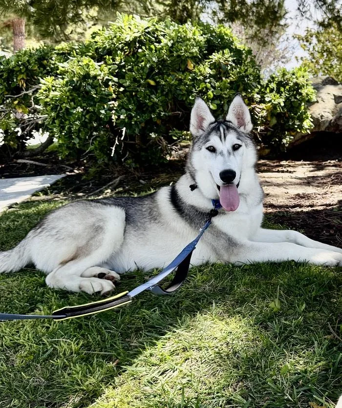 A baby medium-sized male Yellow / Tan / Blond / Fawn Siberian Husky dog named Arrow for adoption in San Juan Capistrano, CA