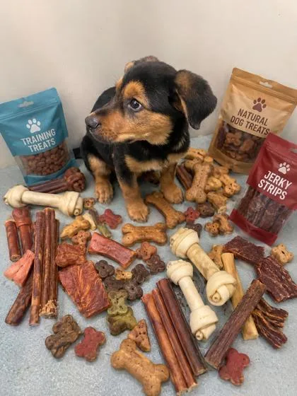 A baby small-sized male Rottweiler dog named Charmander for adoption in New Orleans, LA