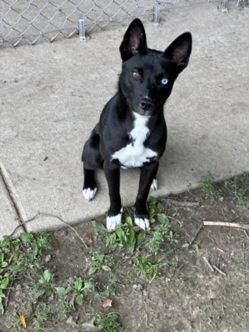 A young small-sized female Siberian Husky dog named Snacks for adoption in Clinton Township, MI