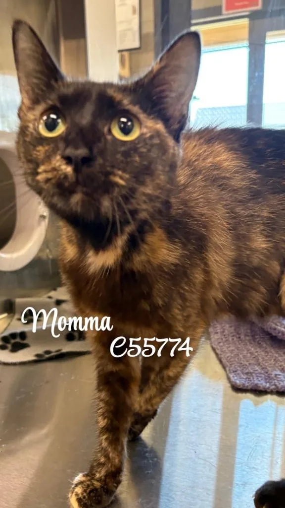 A young medium-sized female Domestic Medium Hair cat named Momma for adoption in Clarksville, TN