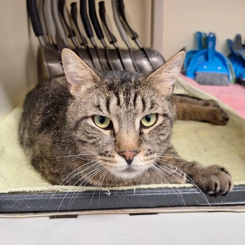 An adult large-sized male Brown / Chocolate Domestic Short Hair cat named Richard for adoption in Attica, NY
