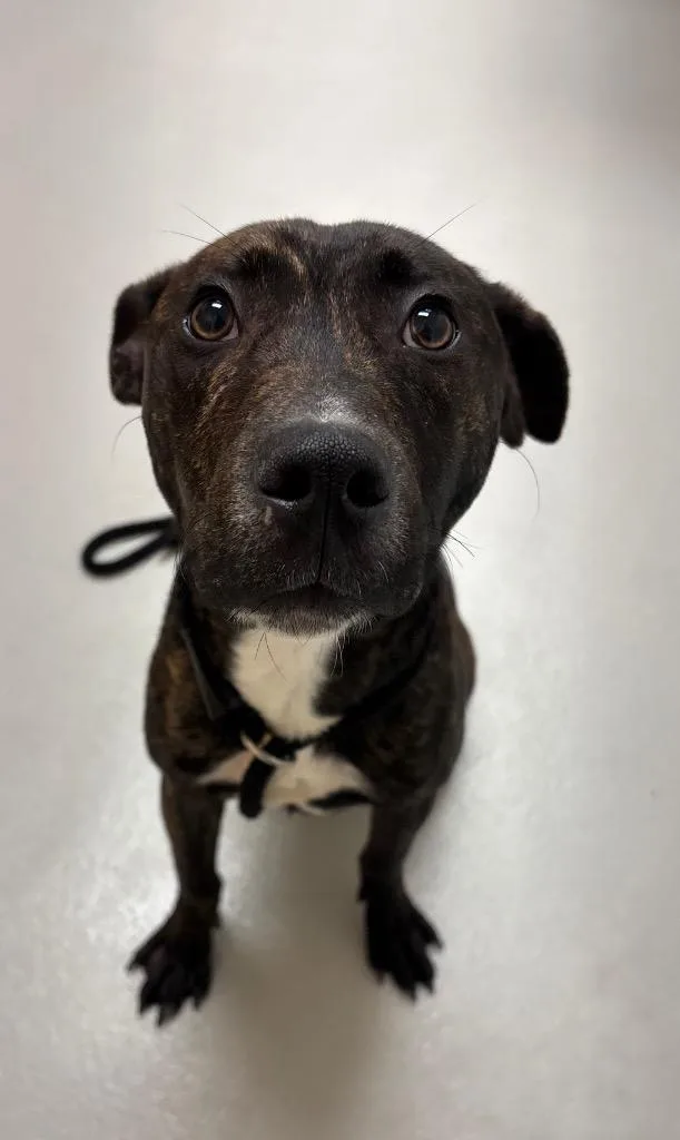 A baby medium-sized male Dutch Shepherd dog named Alphie  AC  for adoption in Greeneville, TN