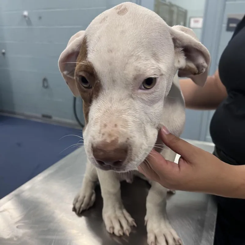A young medium-sized male White / Cream Pit Bull Terrier dog named Skunk for adoption in Greensboro, NC