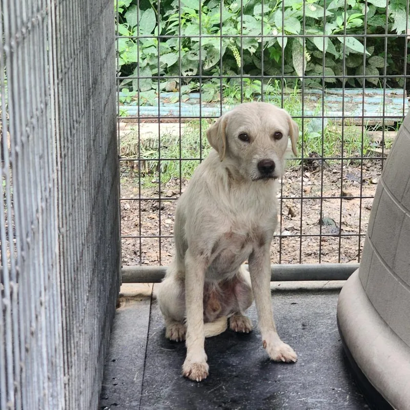 An adult medium-sized male White / Cream Wirehaired Terrier dog named Winston for adoption in Evensville, TN