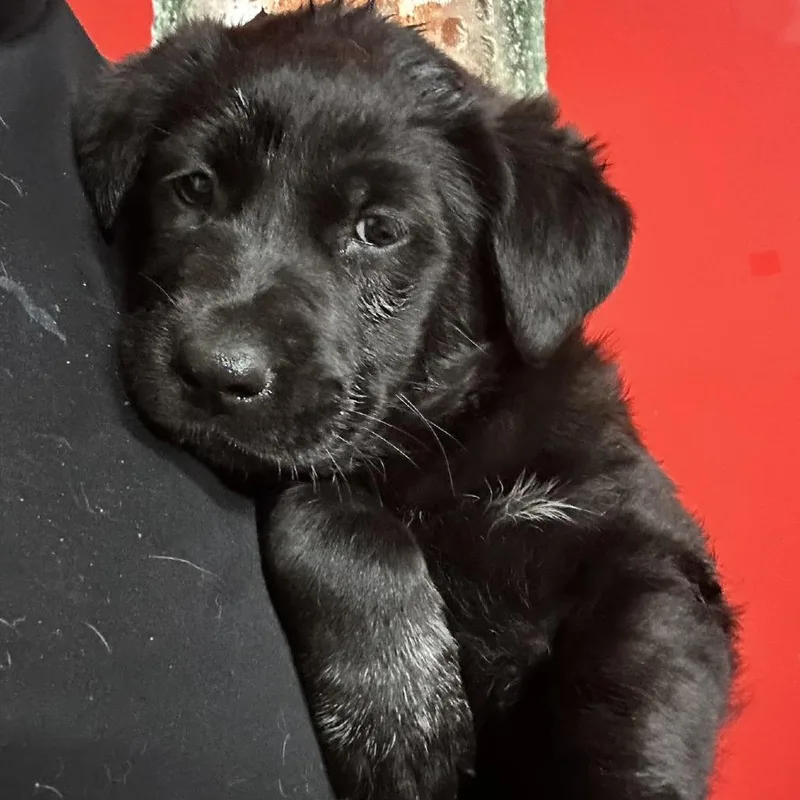 A baby large-sized female Black Border Collie dog named Cirie for adoption in Point Richmond, CA