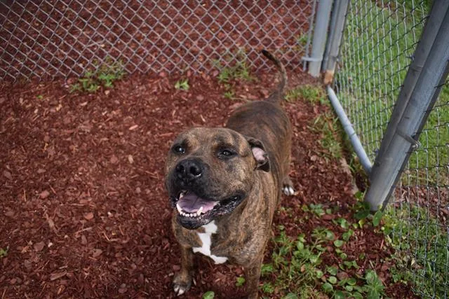 An adult large-sized male Mastiff dog named Yogae for adoption in Panama City, FL