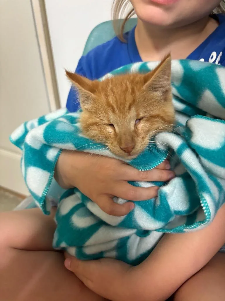 A baby medium-sized female Domestic Medium Hair cat named Muffin for adoption in Algona, IA