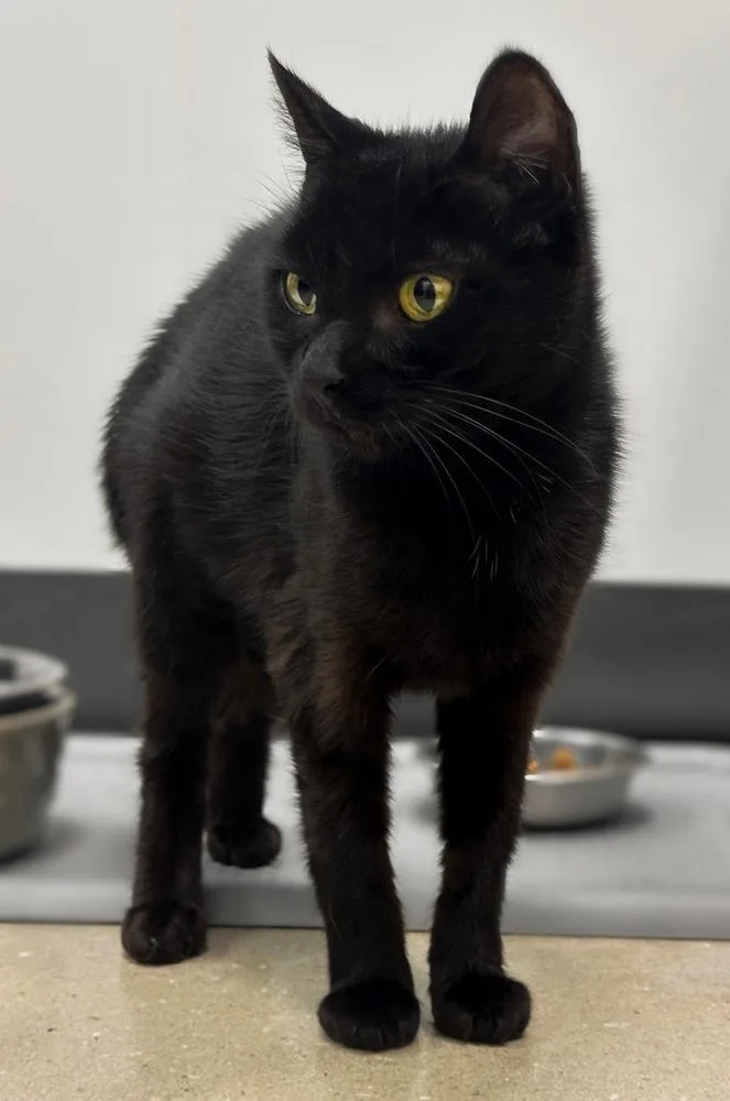 A young medium-sized female Black Domestic Short Hair cat named Sparrow for adoption in Deltona, FL