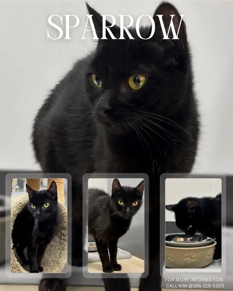 Sparrow thumbnail 3