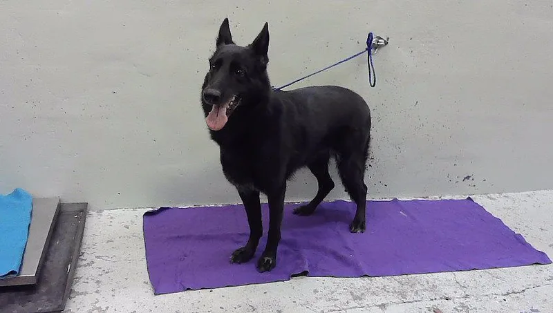 An adult medium-sized female German Shepherd Dog dog named Fanni for adoption in Houston, TX