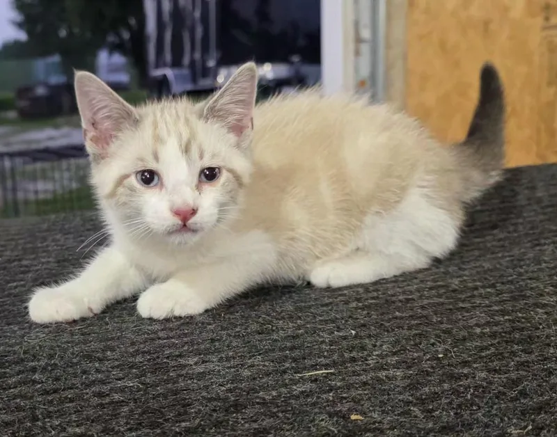 A baby small-sized male White Domestic Short Hair cat named Riesling for adoption in Metamora, IL