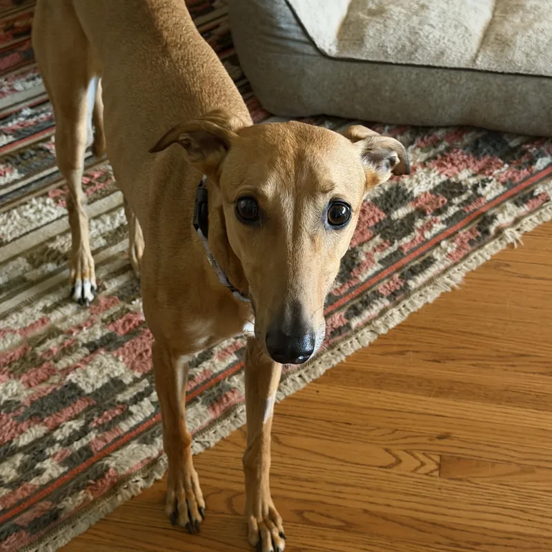 An adult large-sized female Greyhound dog named Ginger for adoption in Bondurant, IA