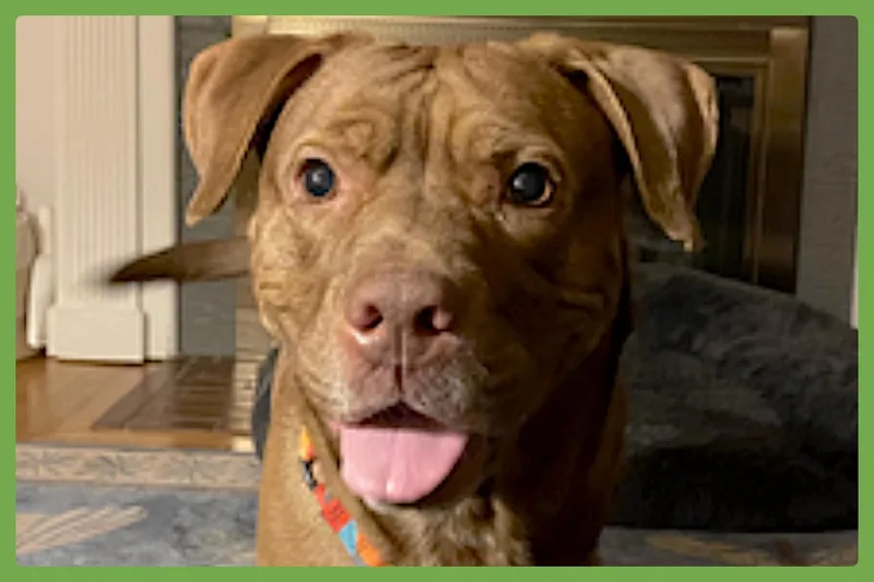 An adult medium-sized male Yellow / Tan / Blond / Fawn Labrador Retriever dog named Hiccup for adoption in Amherst, MA